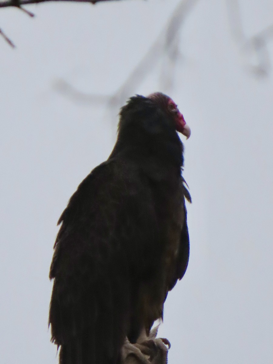 Turkey Vulture - ML618340894