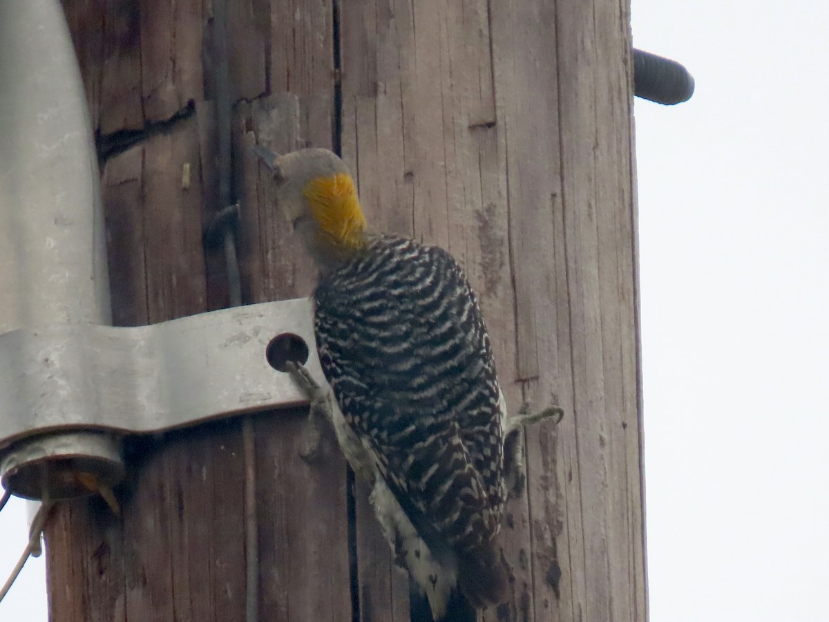 Golden-fronted Woodpecker - ML618340900