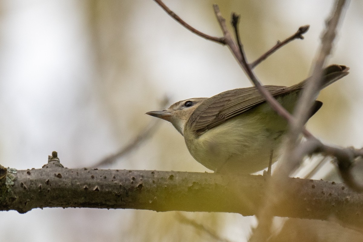 Warbling Vireo - Jobi Cates