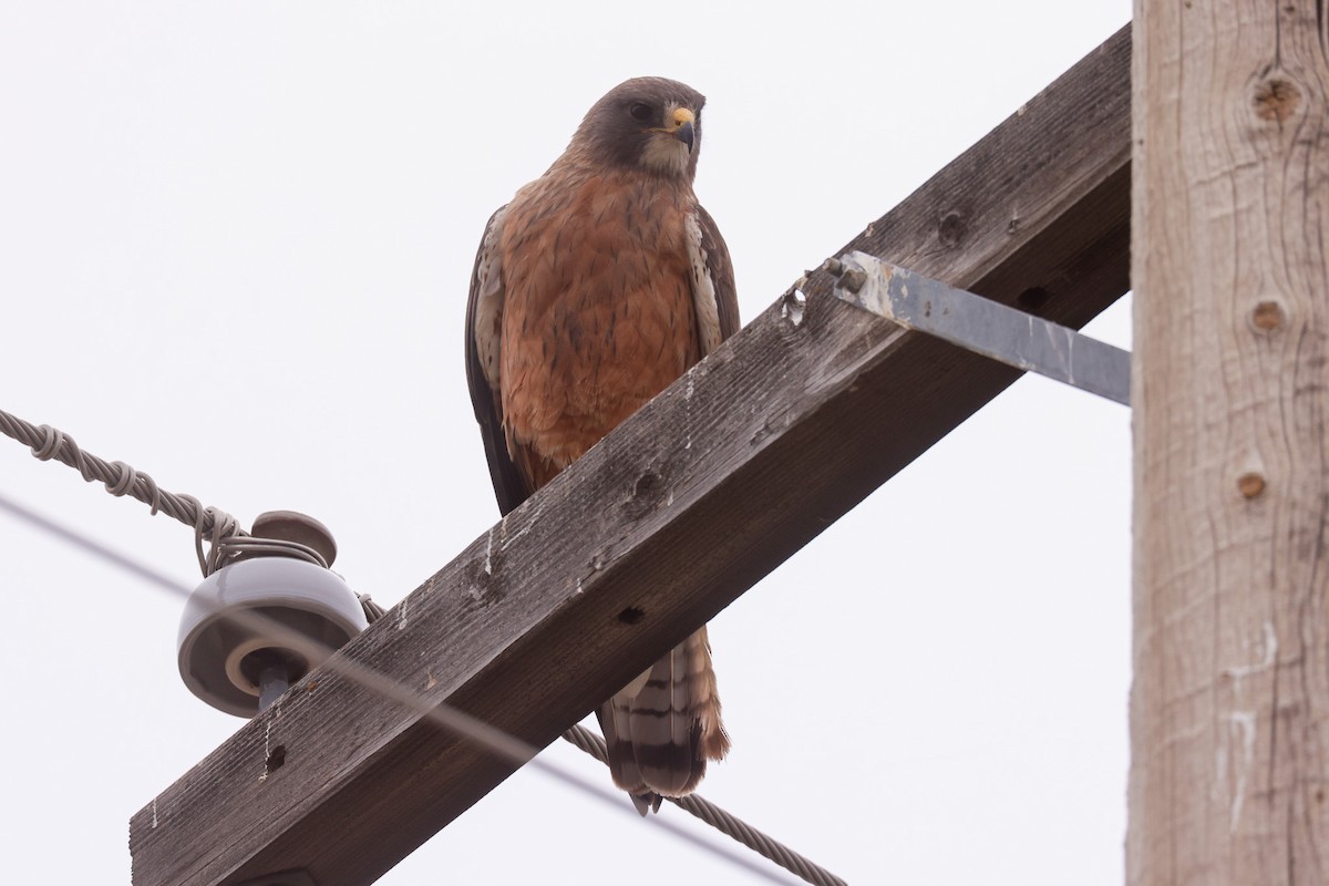 Swainson's Hawk - ML618340907