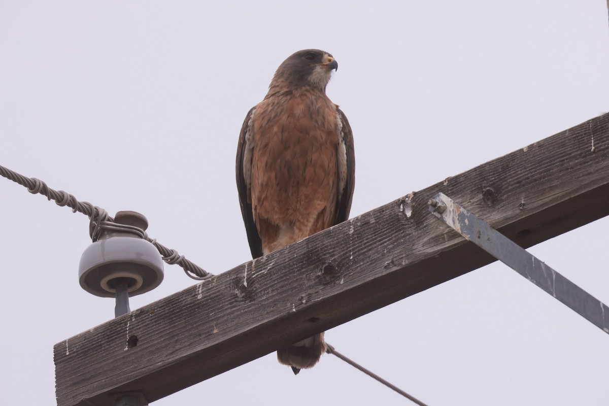 Swainson's Hawk - ML618340908