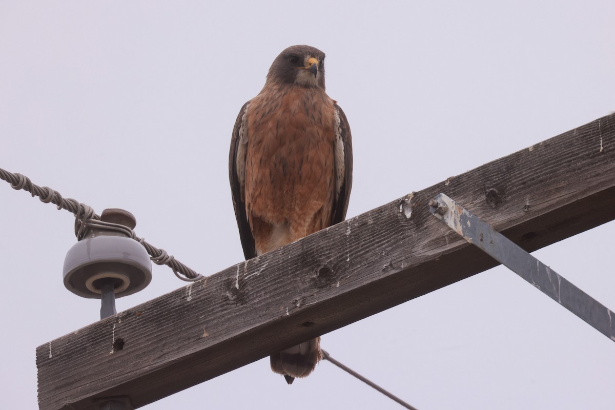 Swainson's Hawk - ML618340909