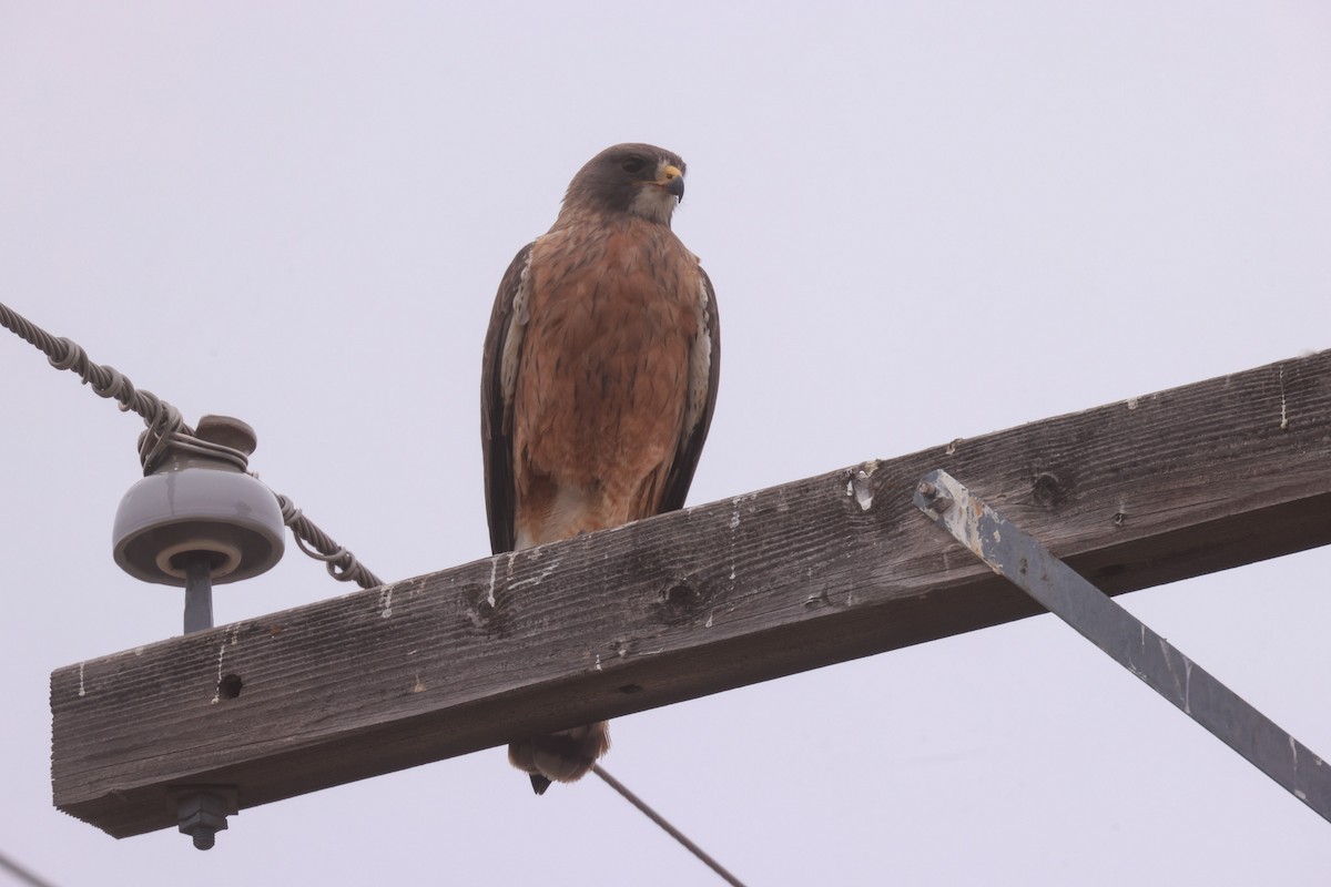 Swainson's Hawk - ML618340910