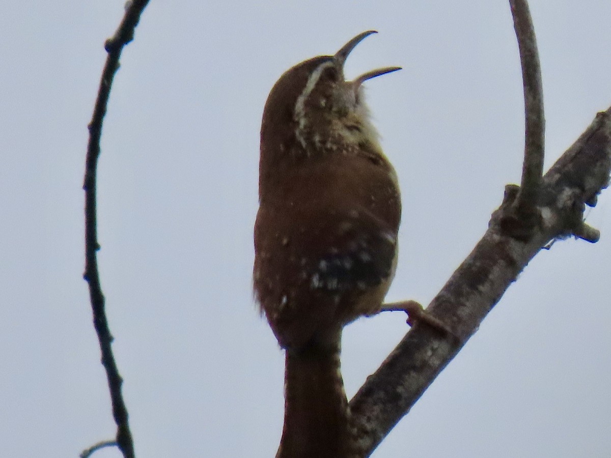 Carolina Wren - ML618340915