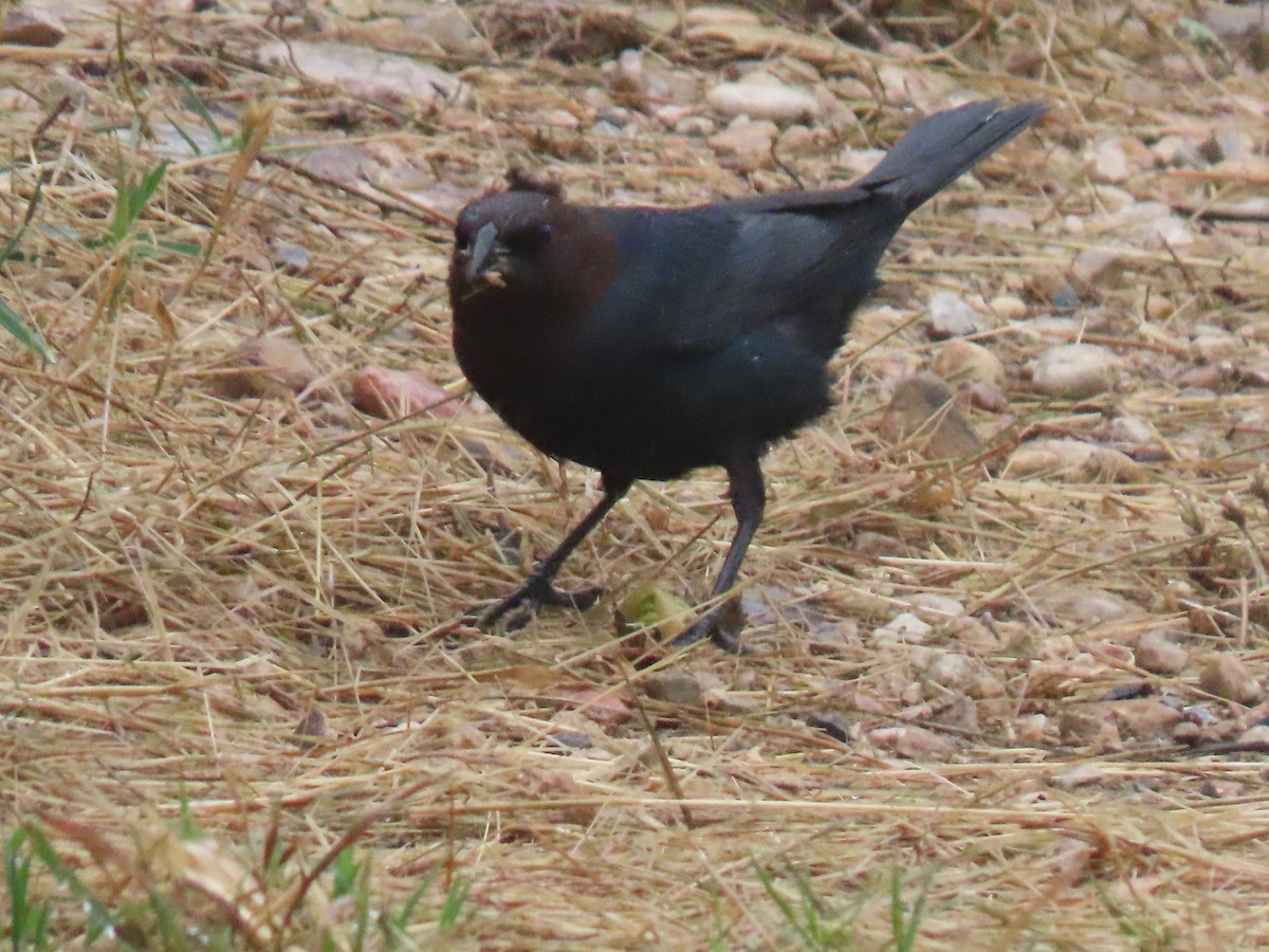 Brown-headed Cowbird - ML618340920