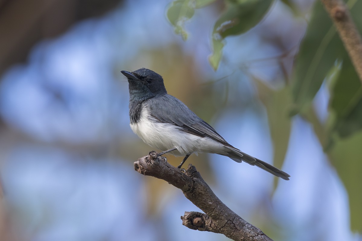 Leaden Flycatcher - ML618340924