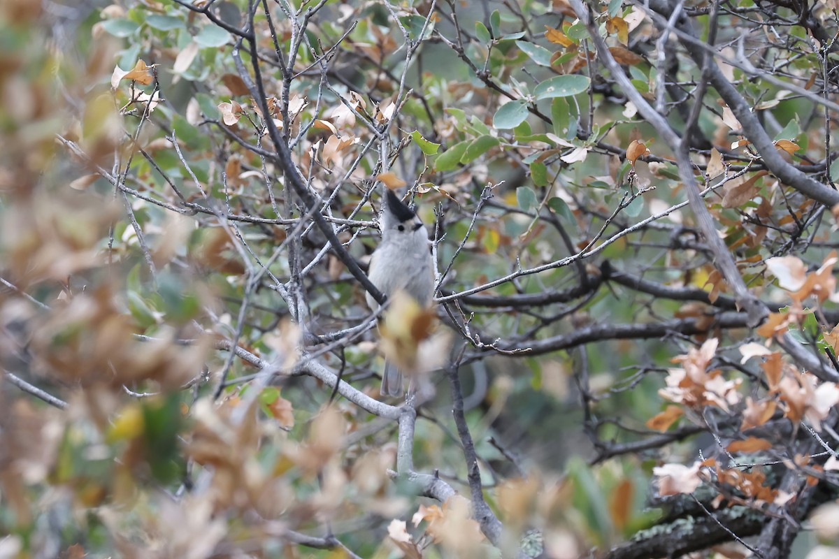 Black-crested Titmouse - ML618340926