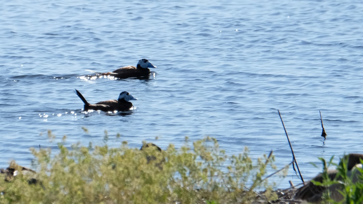 White-headed Duck - Gonzalo Bel Lallave