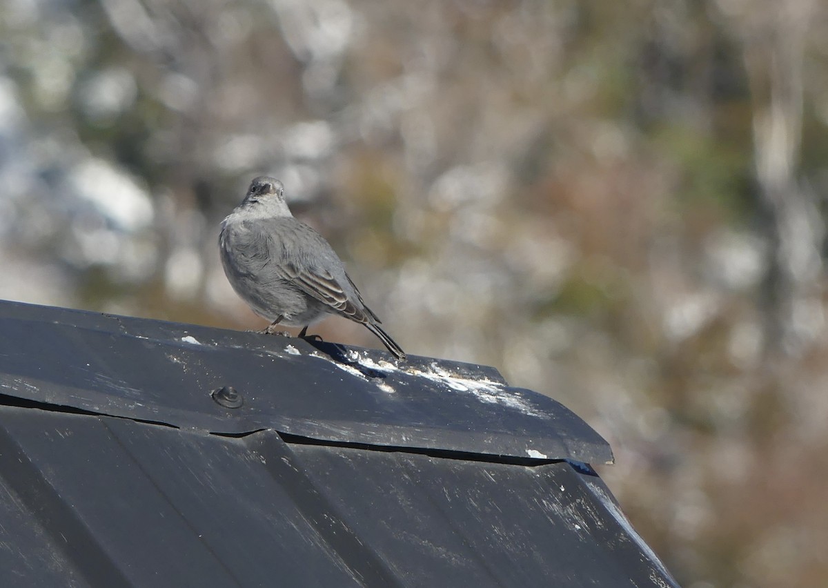 Plumbeous Sierra Finch - ML618340954