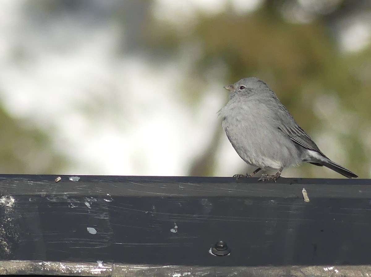 Plumbeous Sierra Finch - ML618340955