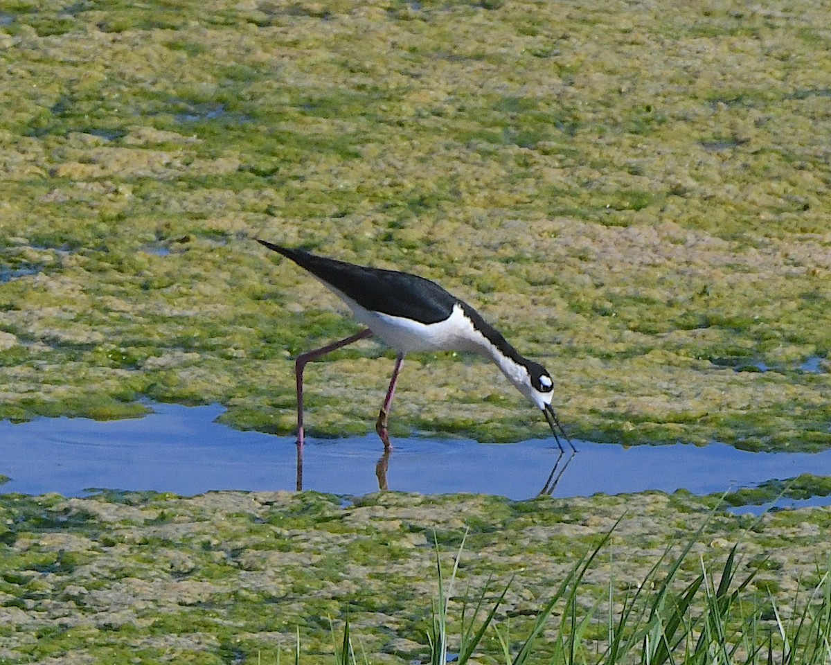 Black-necked Stilt - Ted Wolff