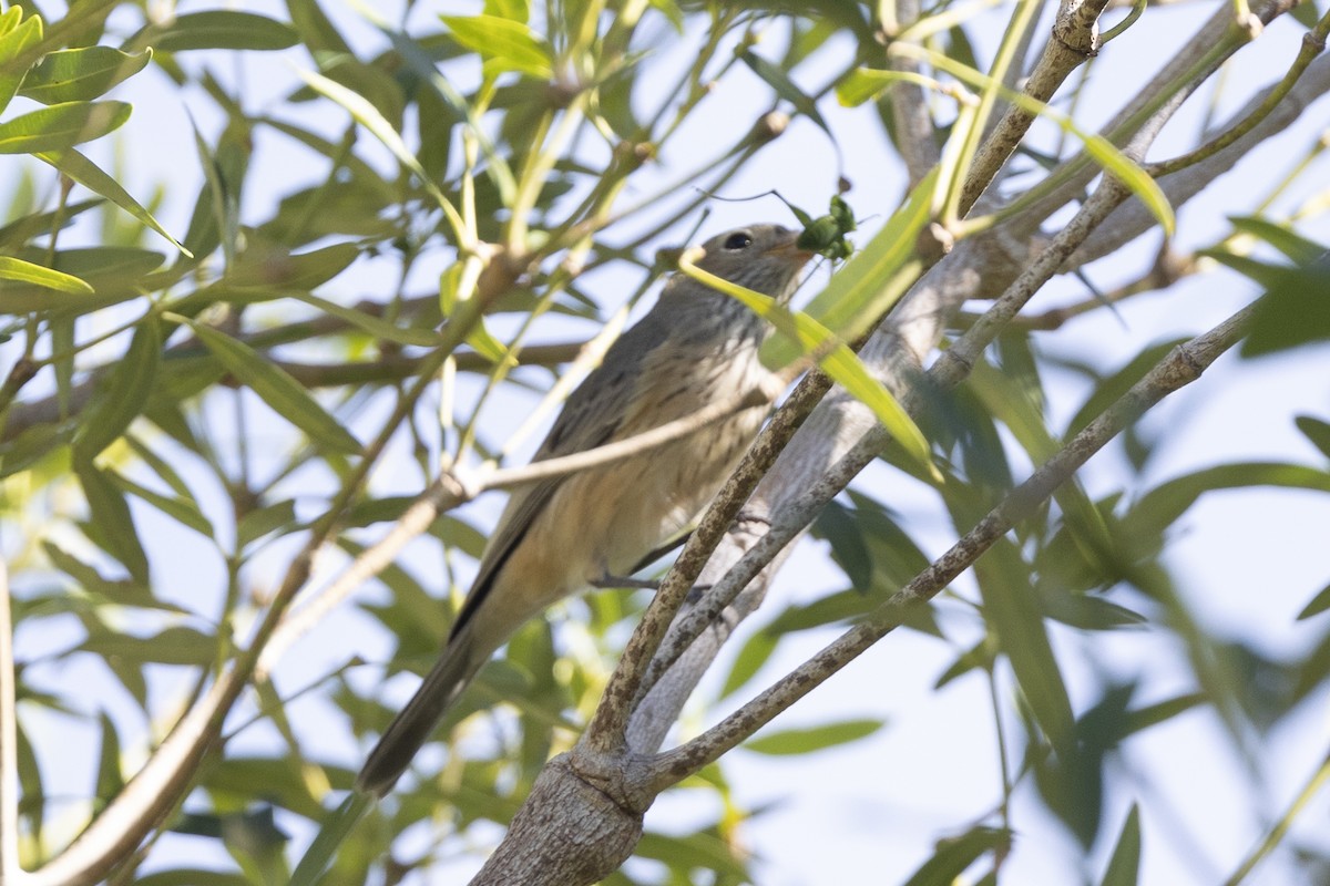 Rufous Whistler - ML618341001