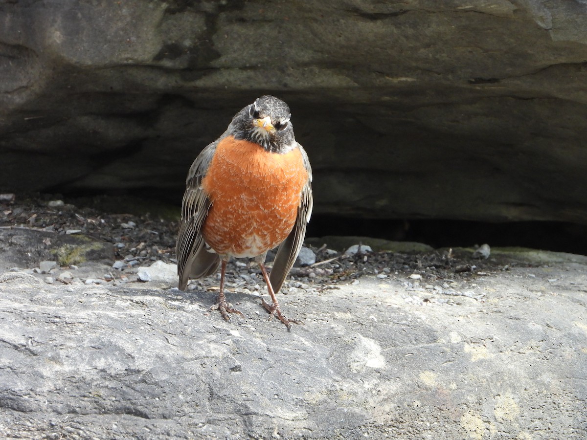 American Robin - ML618341019