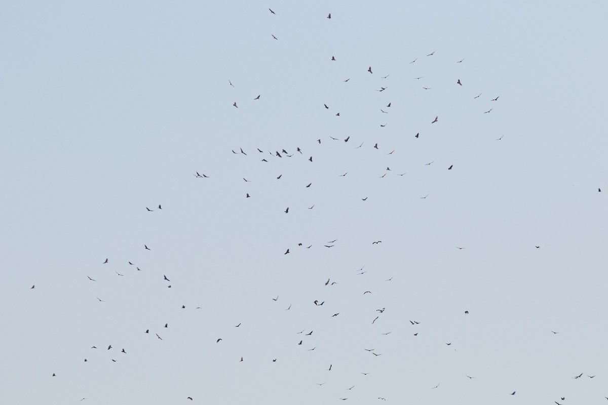 Turkey Vulture - ML618341039