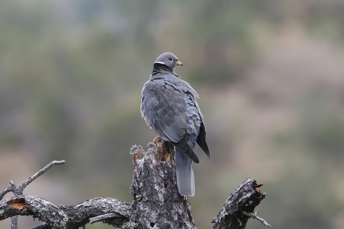 Band-tailed Pigeon - Adrian Lakin