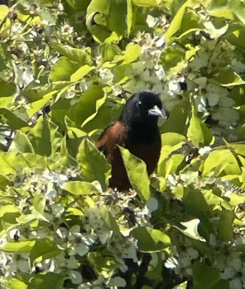 Orchard Oriole - ML618341066