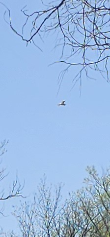 Great Egret - ML618341077