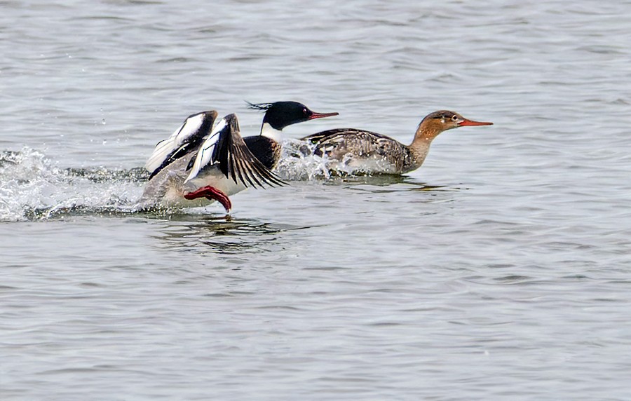 Red-breasted Merganser - ML618341085