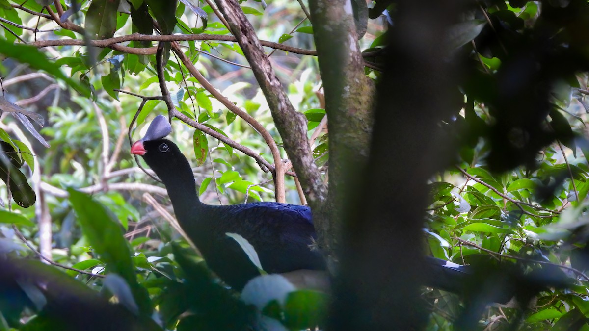 Helmeted Curassow - Jorge Muñoz García   CAQUETA BIRDING