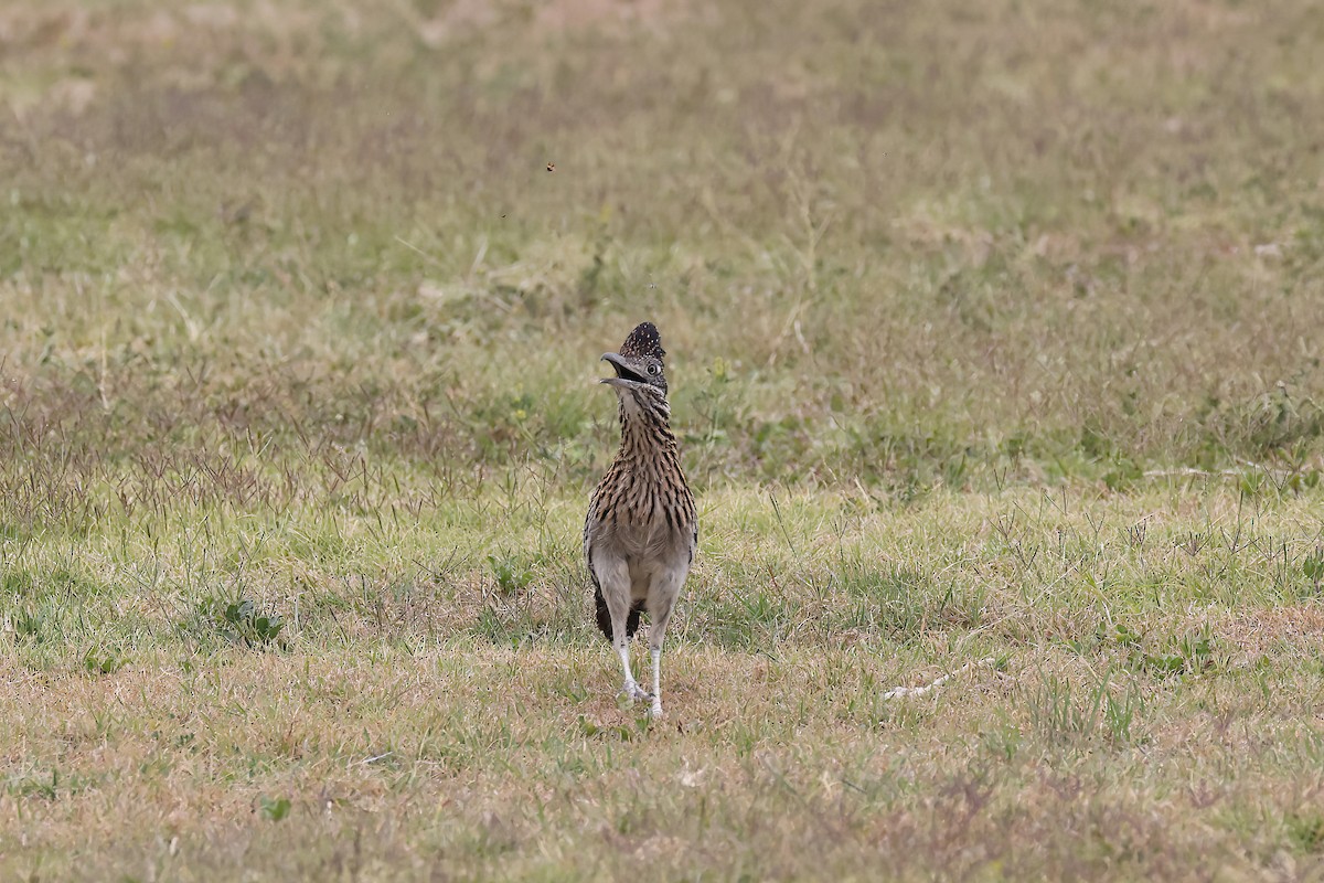 Greater Roadrunner - ML618341109