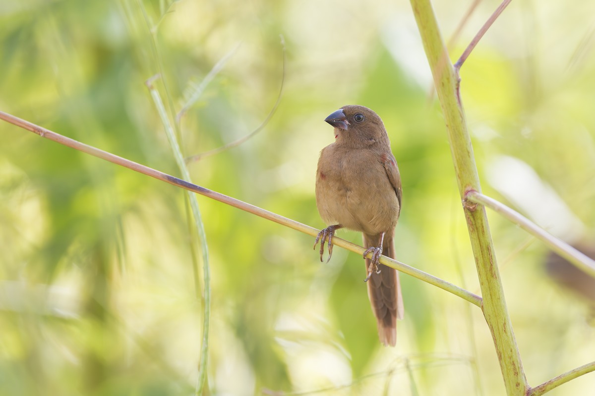 Crimson Finch - ML618341132