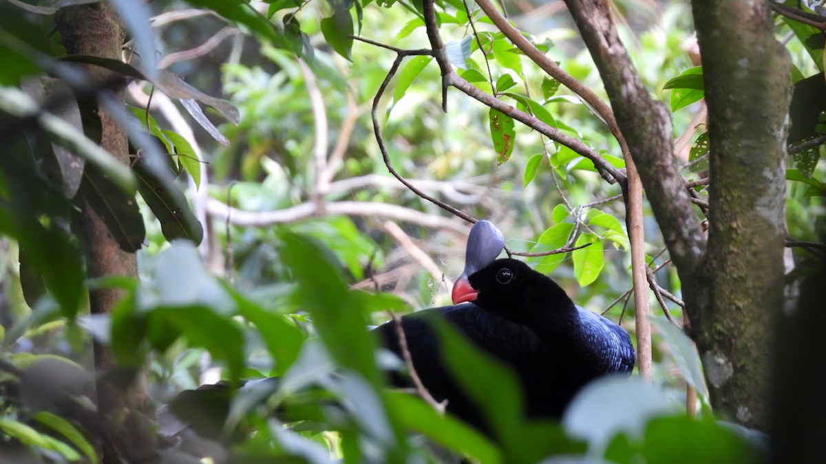 Helmeted Curassow - ML618341135