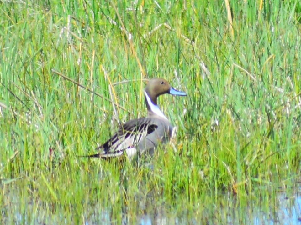 Northern Pintail - Brandi Craiglow