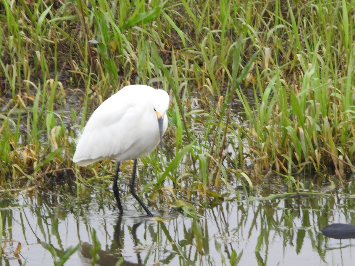 Snowy Egret - ML618341173