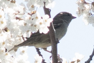 Moineau domestique - ML618341175