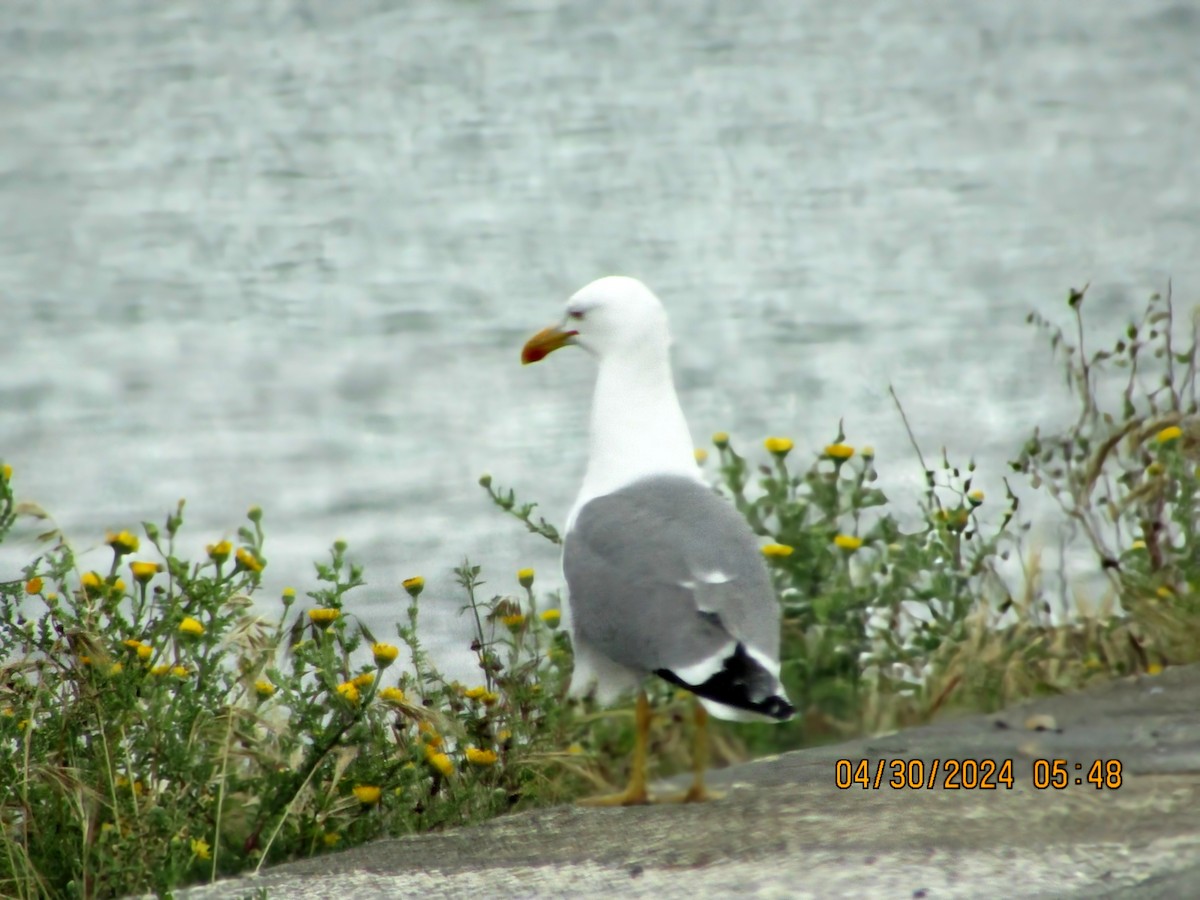 Yellow-legged Gull - Joao Faustino