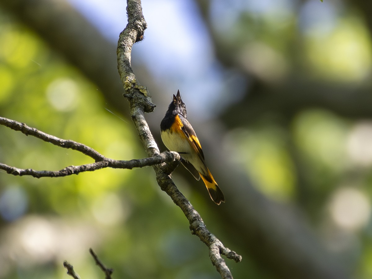 American Redstart - ML618341188