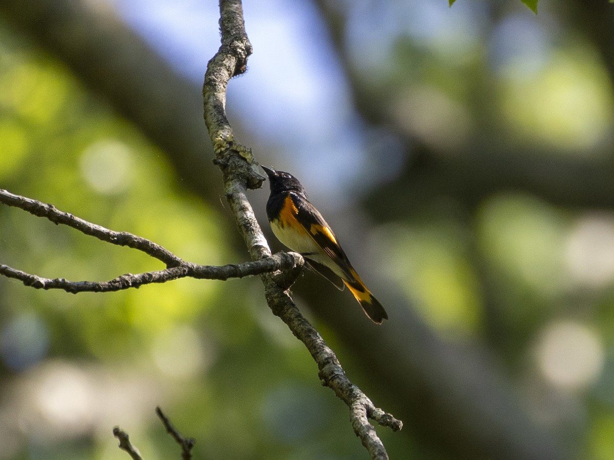 American Redstart - Erinn Szarek