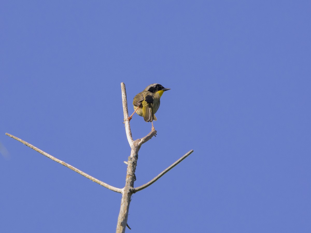 Common Yellowthroat - ML618341196