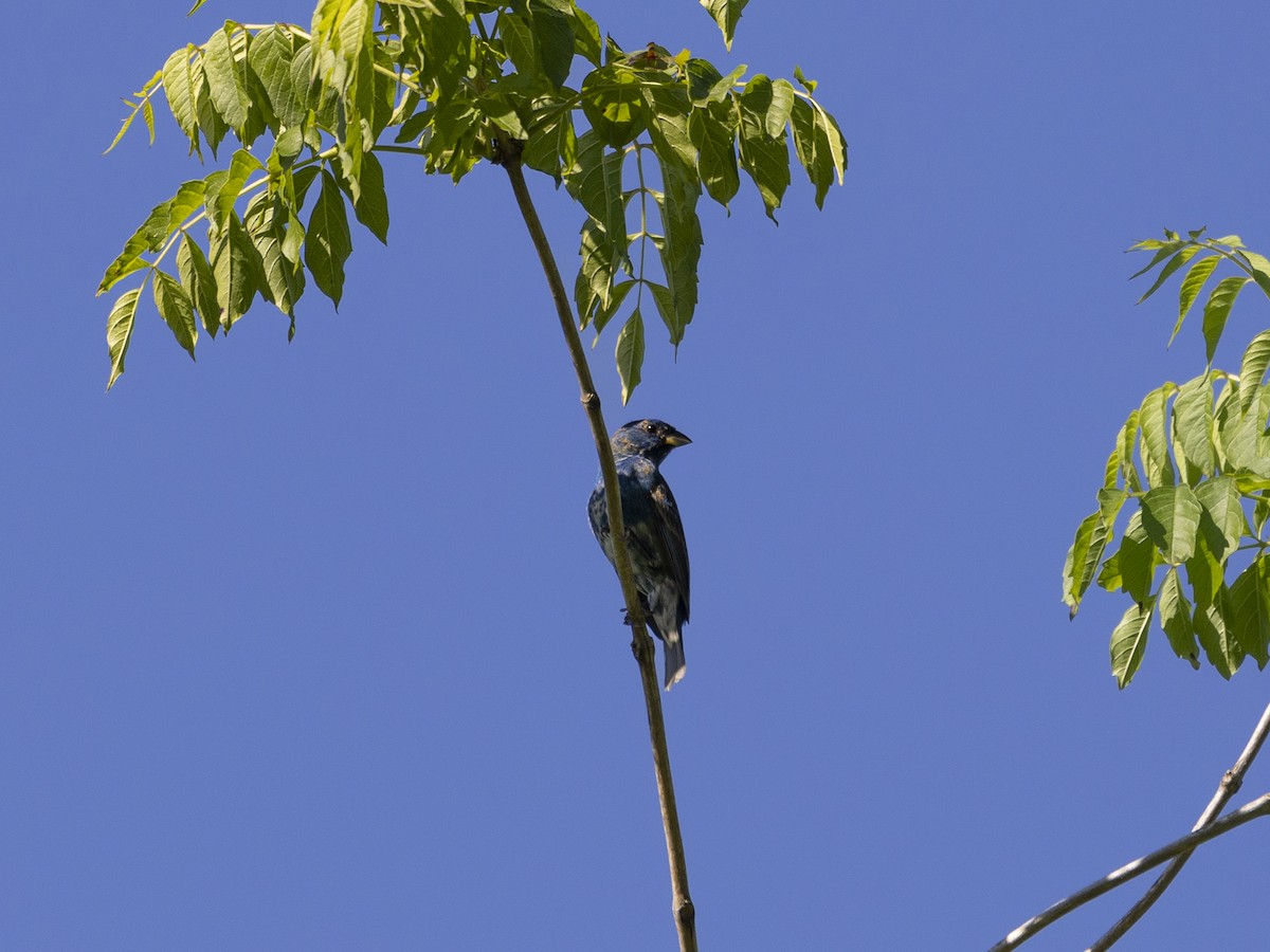 Indigo Bunting - Erinn Szarek