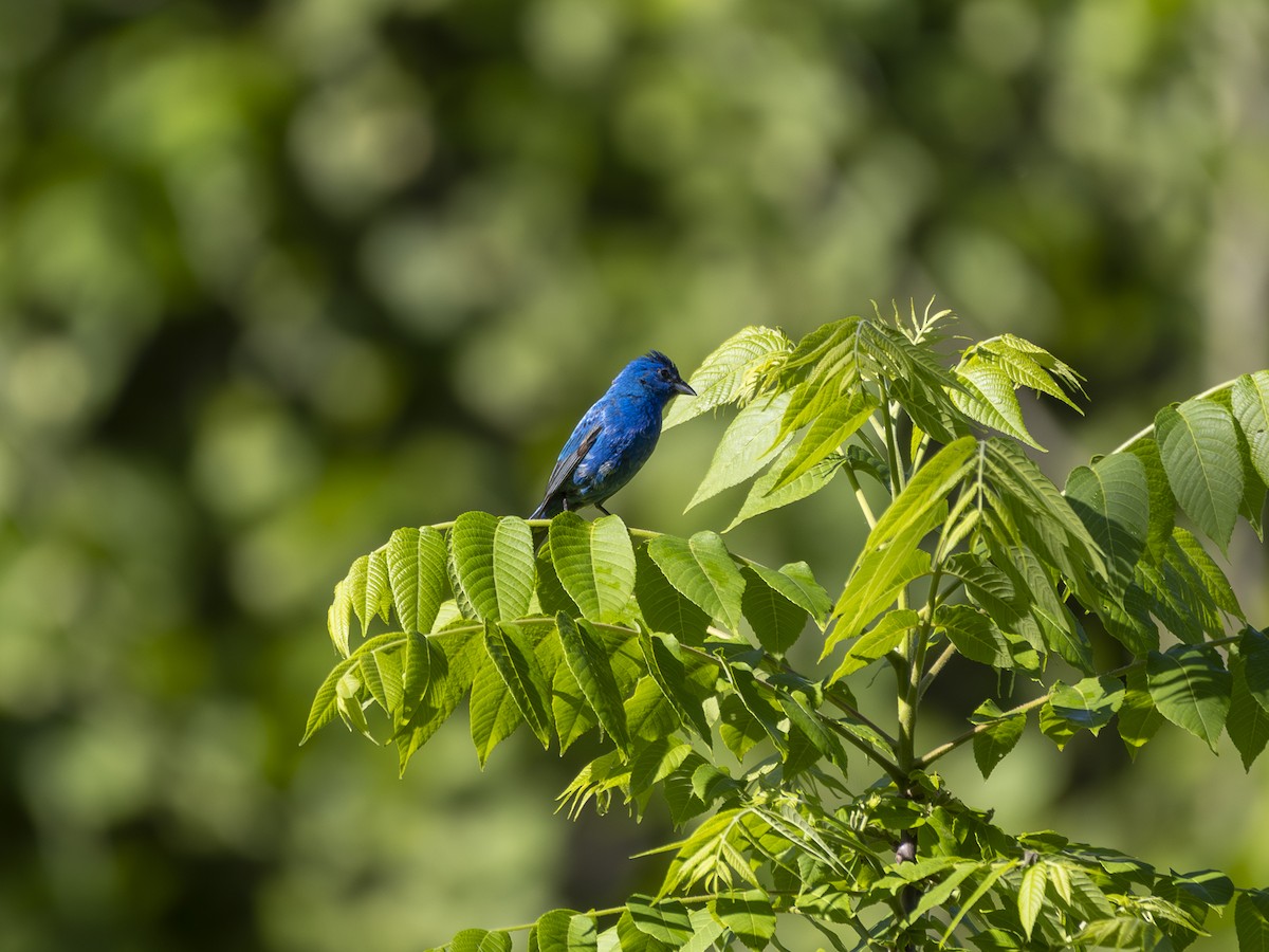 Indigo Bunting - ML618341216