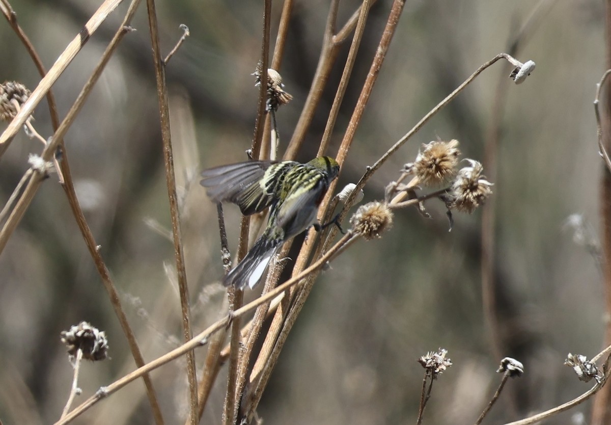 Chestnut-sided Warbler - ML618341220