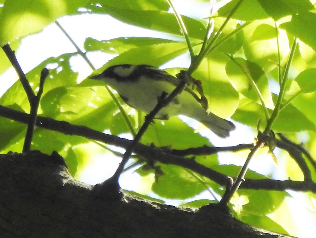 Chestnut-sided Warbler - Ron Marek