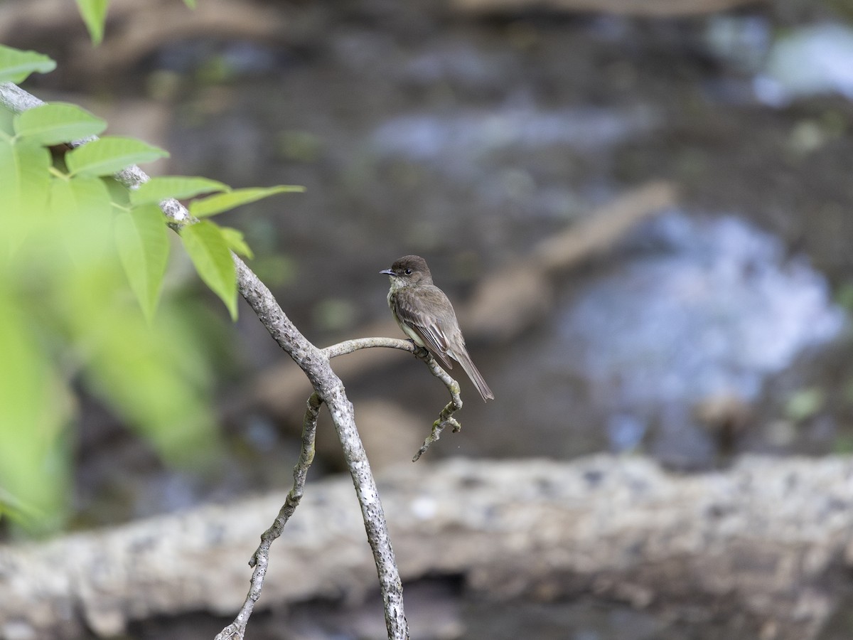 Eastern Phoebe - ML618341222