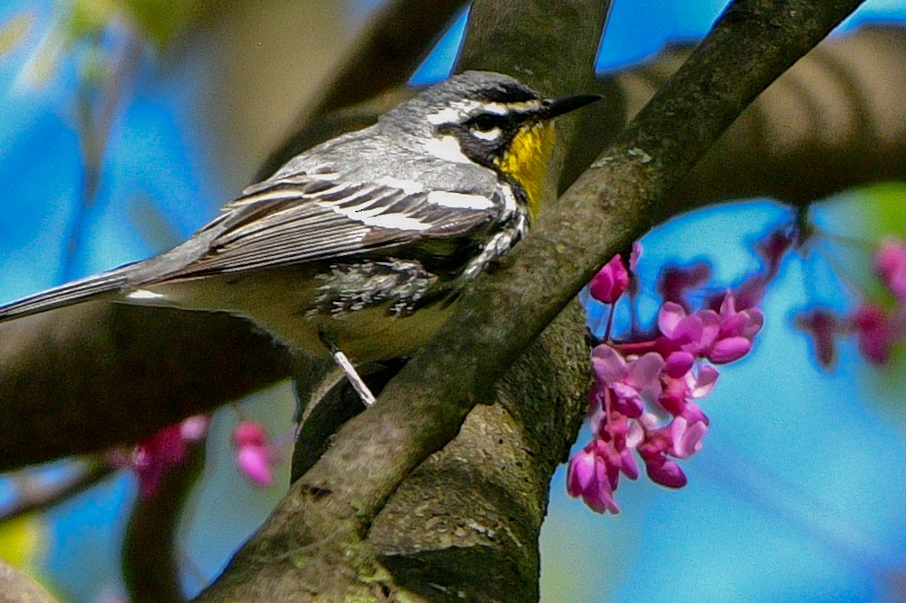Yellow-throated Warbler - ML618341228