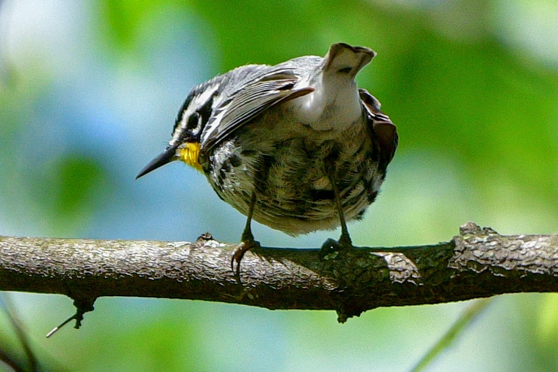 Yellow-throated Warbler - ML618341229