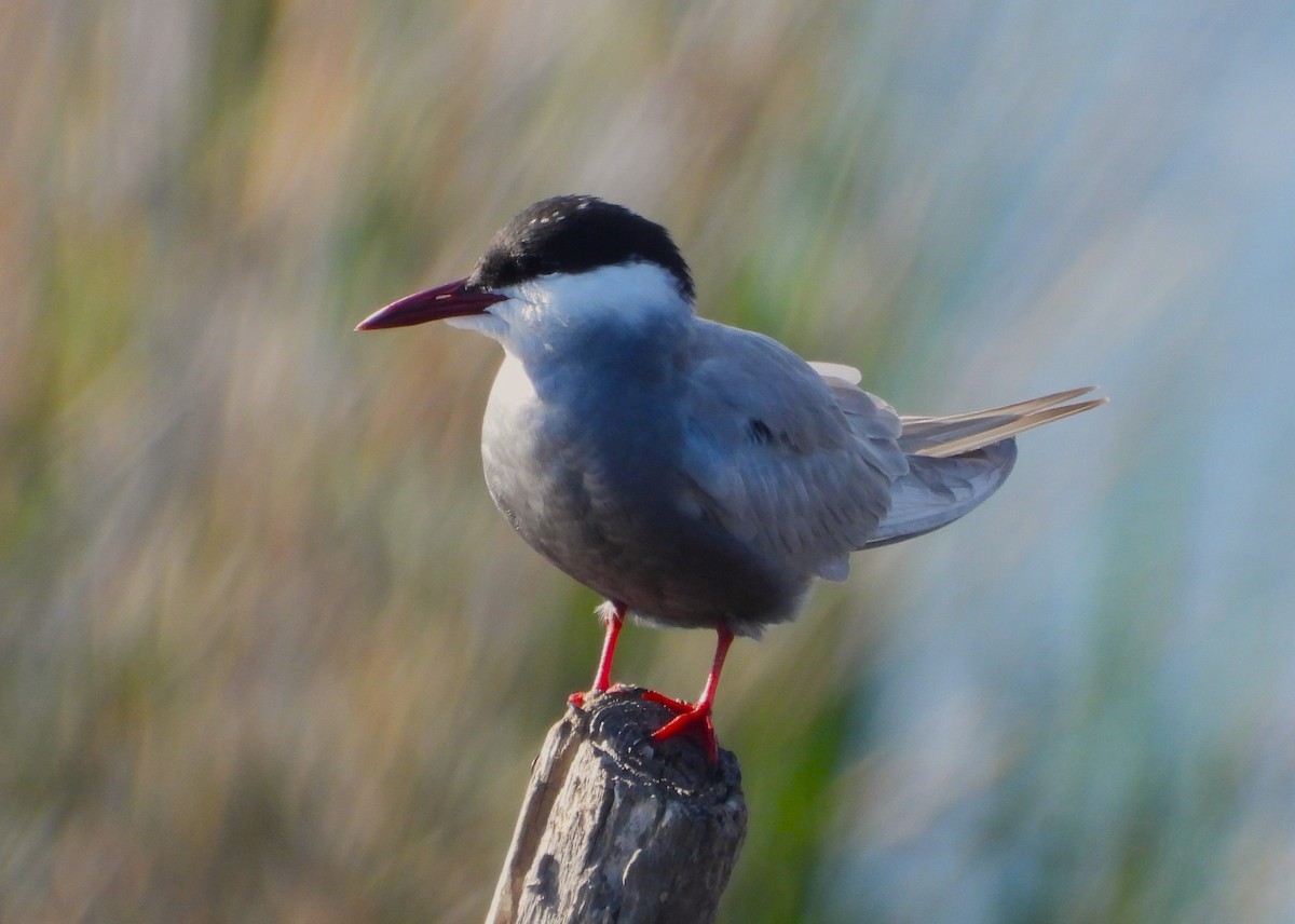 Whiskered Tern - José Manuel Sánchez Sanz