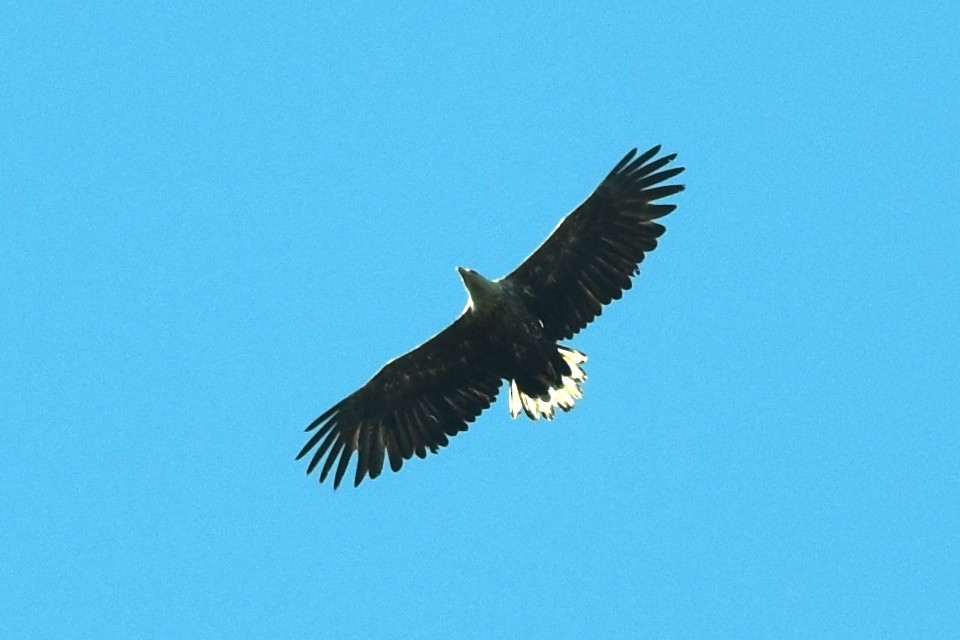 White-tailed Eagle - ML618341279