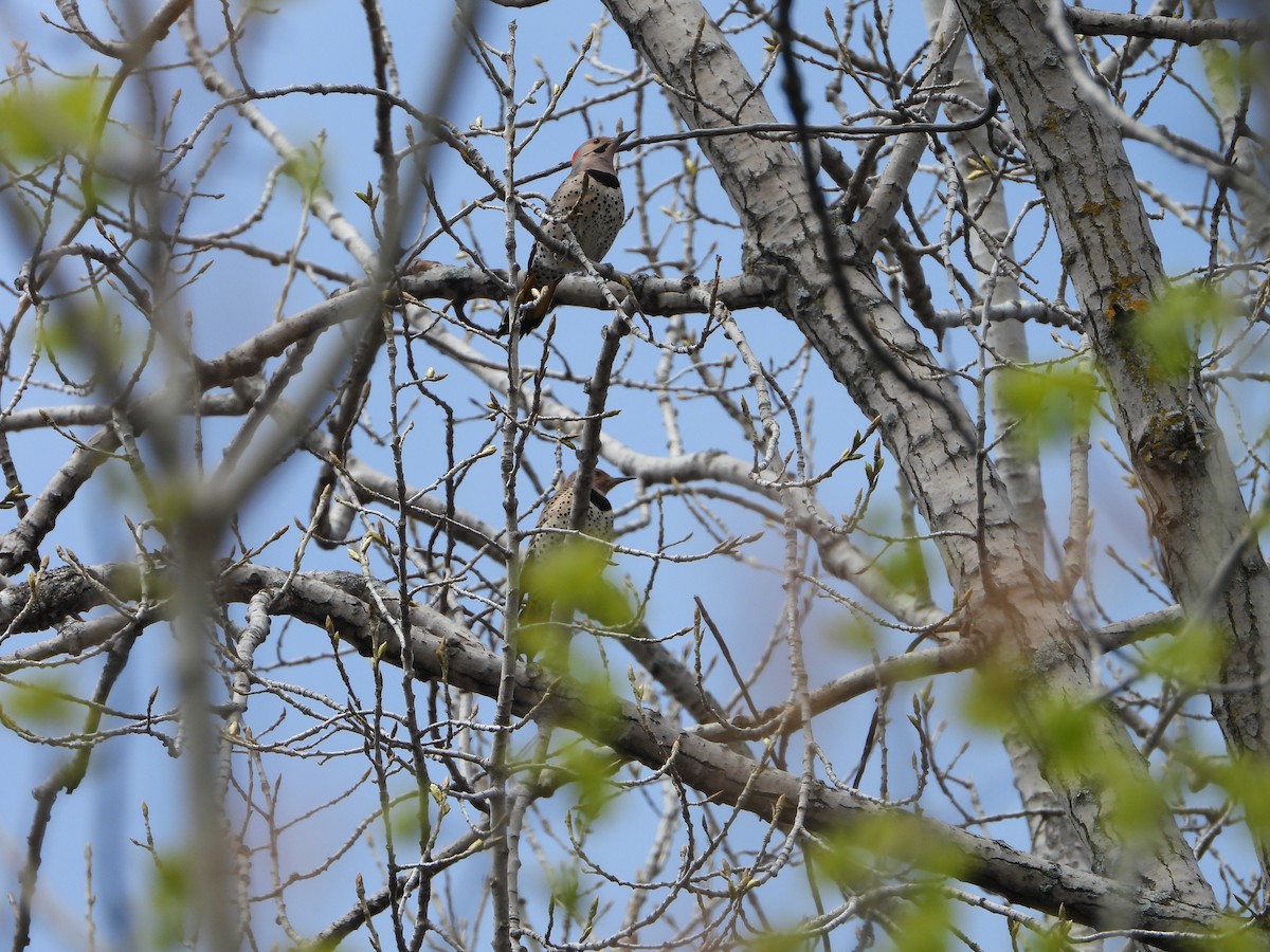 Northern Flicker - ML618341291