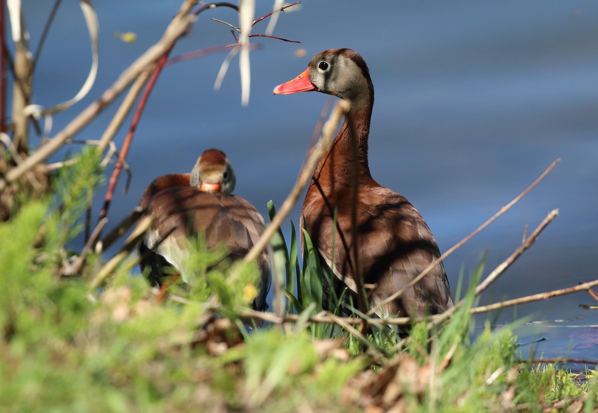 Black-bellied Whistling-Duck - Kim Weeks