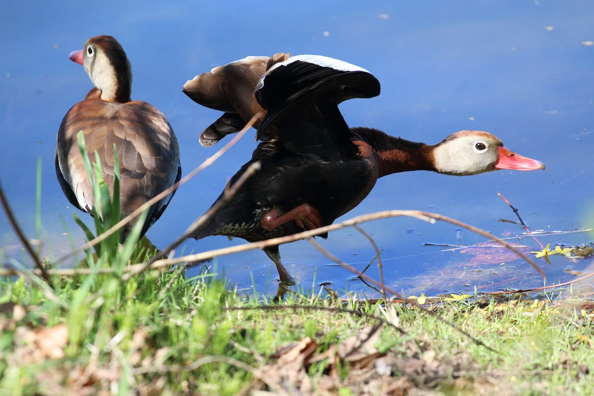 Black-bellied Whistling-Duck - Kim Weeks