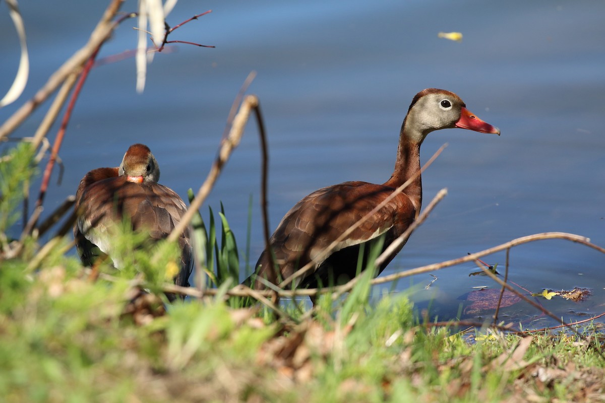 Black-bellied Whistling-Duck - Kim Weeks