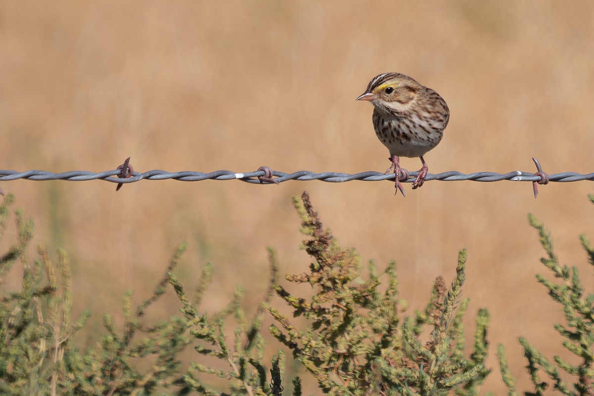 Savannah Sparrow - Grace Oliver