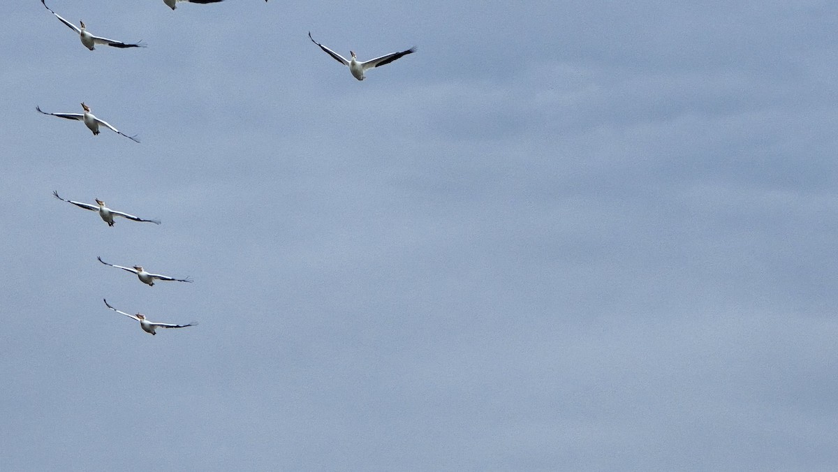 American White Pelican - ML618341376