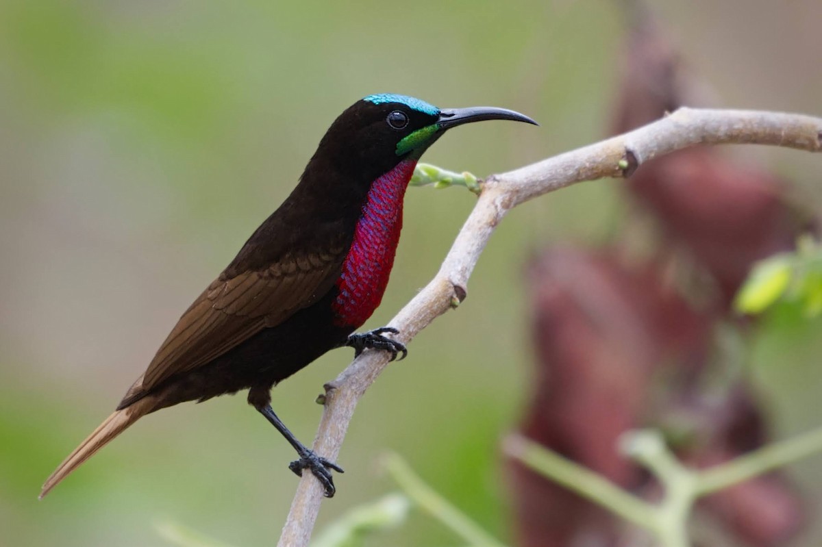 Suimanga Pechiescarlata - ML618341439