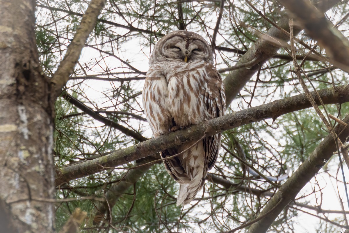 Barred Owl - Danielle Durocher